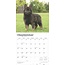 German Shepherd Puppies Calendar 2025