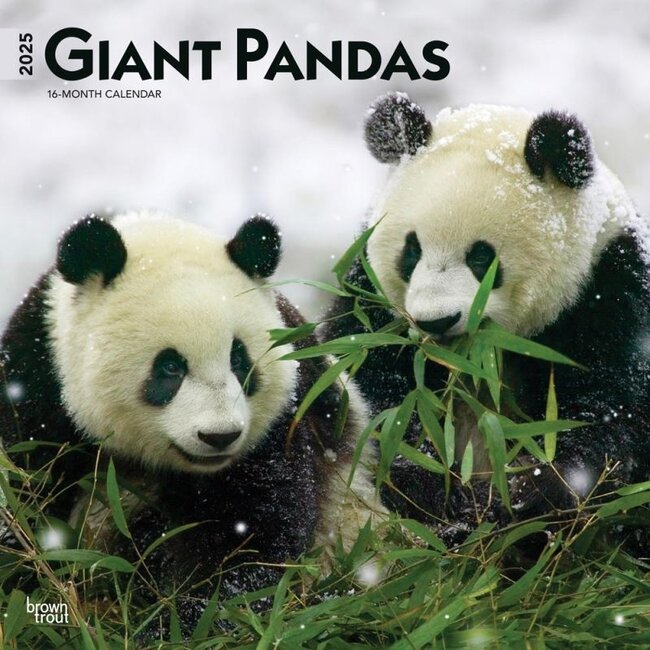 Panda-Kalender 2025