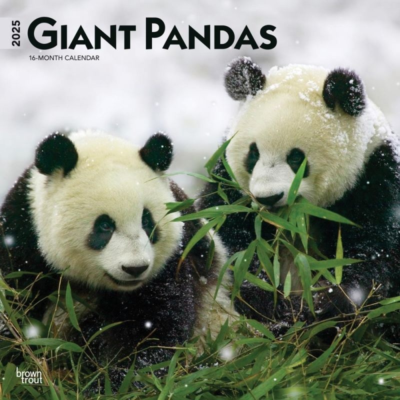 Panda Kalender 2025 Kopen? Eenvoudig, veilig en snel online ...