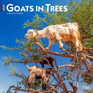 Browntrout Goats in Trees Kalender 2025