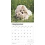 Golden Retriever-Welpen Kalender 2025