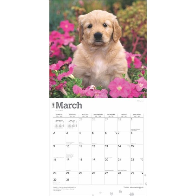 Buying Golden Retriever Puppies Calendar 2025 order easy