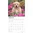 Calendario dei cuccioli di Golden Retriever 2025