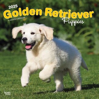 Browntrout Golden Retriever Puppies Kalender 2025