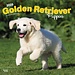Browntrout Calendario dei cuccioli di Golden Retriever 2025
