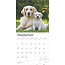 Golden Retriever Kalender 2025