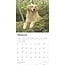 Golden Retriever Kalender 2025