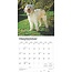 Calendario Goldendoodle 2025