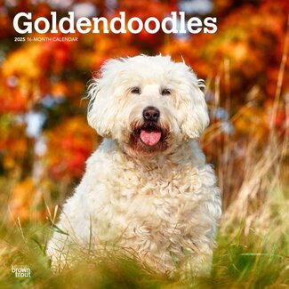 Browntrout Calendrier Goldendoodle 2025