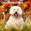 Calendario Goldendoodle 2025