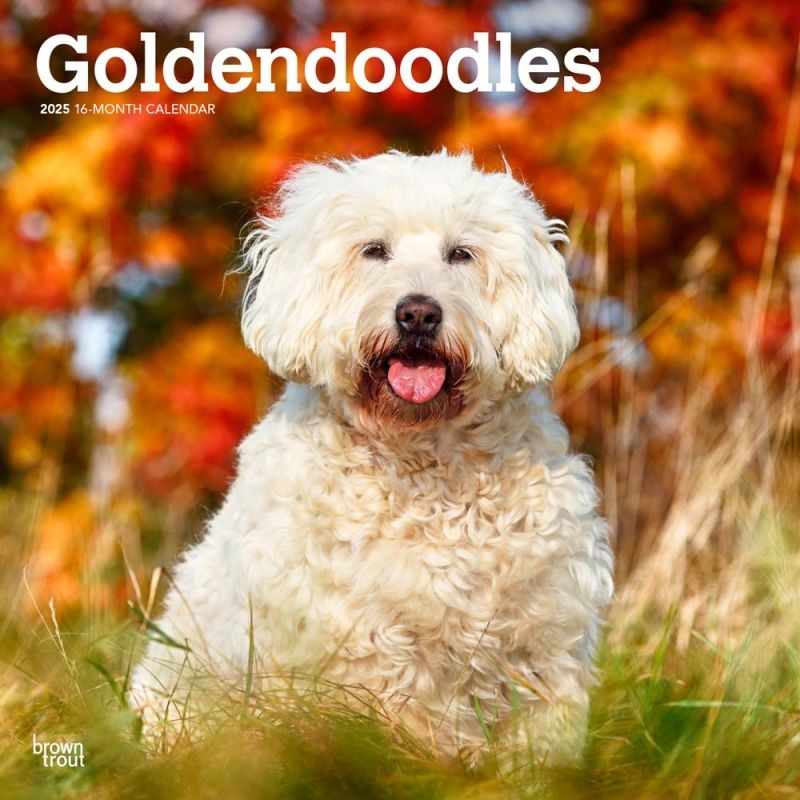 Goldendoodle Kalender 2025