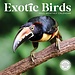 Marble City Exotische Vogels Kalender 2025