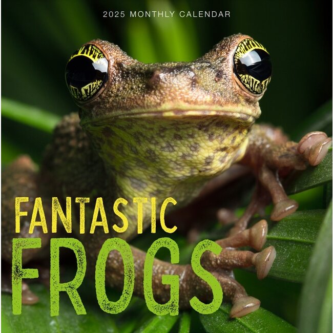 Frogs Calendar 2025