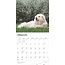 Pyreneese Berghond Kalender 2025