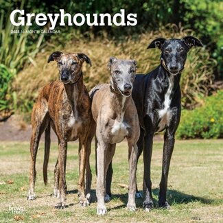 Browntrout Greyhound Calendar 2025