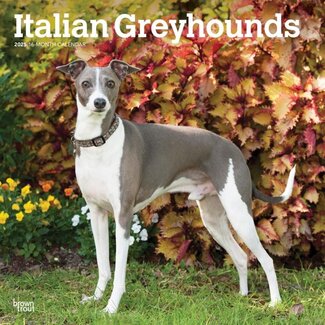Browntrout Italian Greyhound Calendar 2025