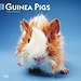 Browntrout Guinea pig calendar 2025