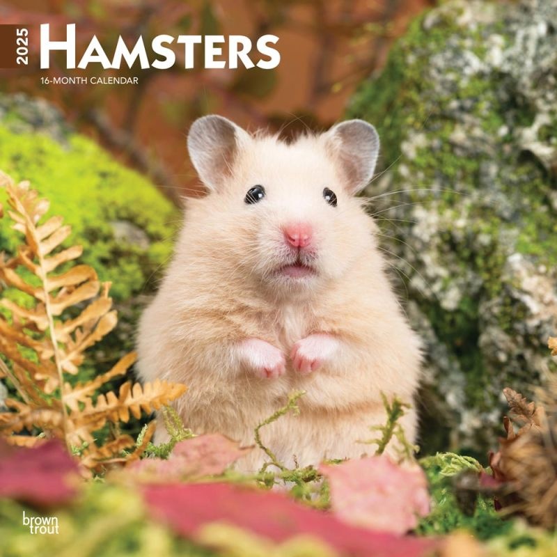 Hamster Calendar 2025 Buy Order online easily Kalenderwinkel.nl