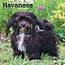 Havanese Calendar 2025