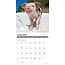 Calendario 12 Little Piggies 2025