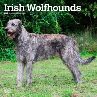 Browntrout Calendario Irish Wolfhound 2025