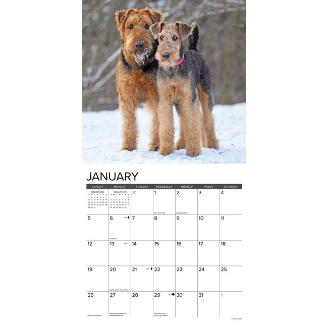 Airedale Terrier Kalender 2025 Kopen? Bestel eenvoudig Online