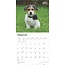 Jack Russell Terrier Chiots Calendrier 2025