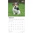 Jack Russell Terrier Welpen Kalender 2025