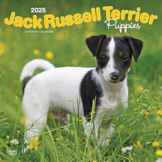Browntrout Calendario dei cuccioli di Jack Russell Terrier 2025