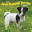 Jack Russell Terrier Cachorros Calendario 2025