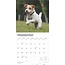 Calendario Jack Russell Terrier 2025