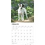 Calendrier Jack Russell Terrier 2025