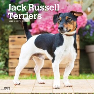 Browntrout Jack Russell Terrier Calendar 2025