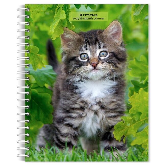 Browntrout Agenda 2025 pour les chatons