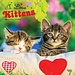 Browntrout Kittens Calendar 2025