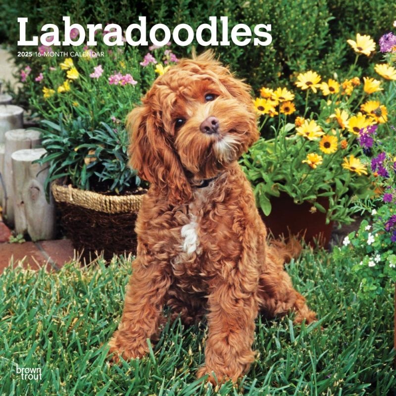 Labradoodle Kalender 2025