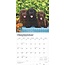 Calendario dei cuccioli di Labrador Retriever 2025