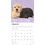 Calendario dei cuccioli di Labrador Retriever 2025