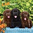 Browntrout Labrador Retriever Puppies Calendar 2025