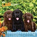 Browntrout Labrador Retriever Puppies Kalender 2025