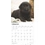 Labrador Retriever Black Calendar 2025