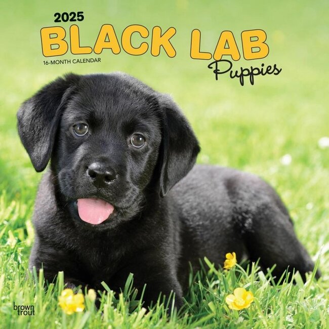 Browntrout Labrador Retriever Black Puppies Calendar 2025