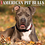 Willow Creek Calendrier du Pit Bull Terrier Américain 2025