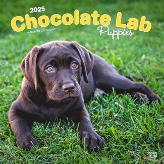 Browntrout Labrador Retriever Marrón Cachorros Calendario 2025