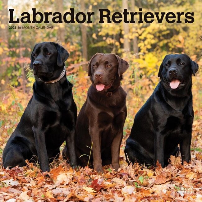 Browntrout Calendario Labrador Retriever Mixto 2025