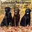 Browntrout Calendario Labrador Retriever Mixto 2025