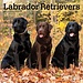 Browntrout Calendario misto Labrador Retriever 2025
