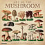 Willow Creek The Art of the Mushroom Kalender 2025