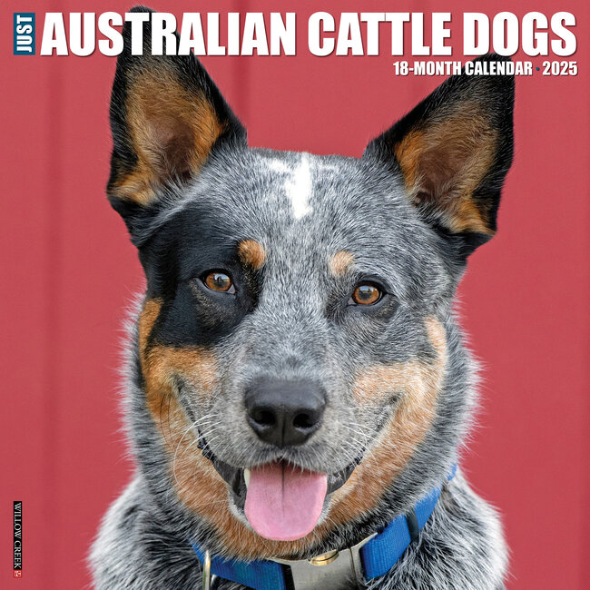 Willow Creek Calendario del cane bovino australiano 2025
