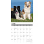 Australian Shepherd Kalender 2025